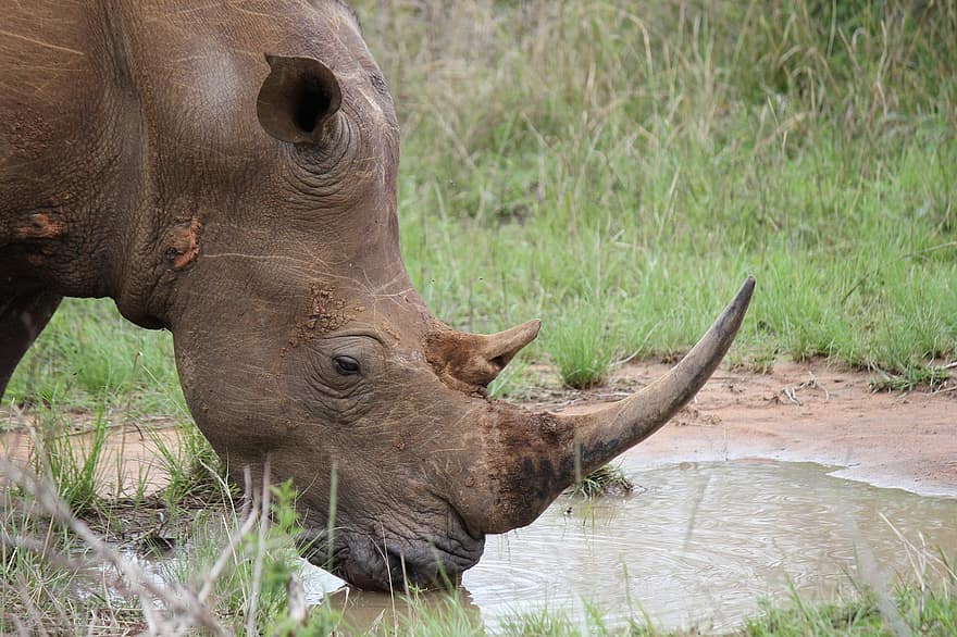 animal, rinoceront, mamífer, espècies, fauna, Àfrica, safari, salvatge, animals a la natura, animals de safari, Espècies en perill d'extinció