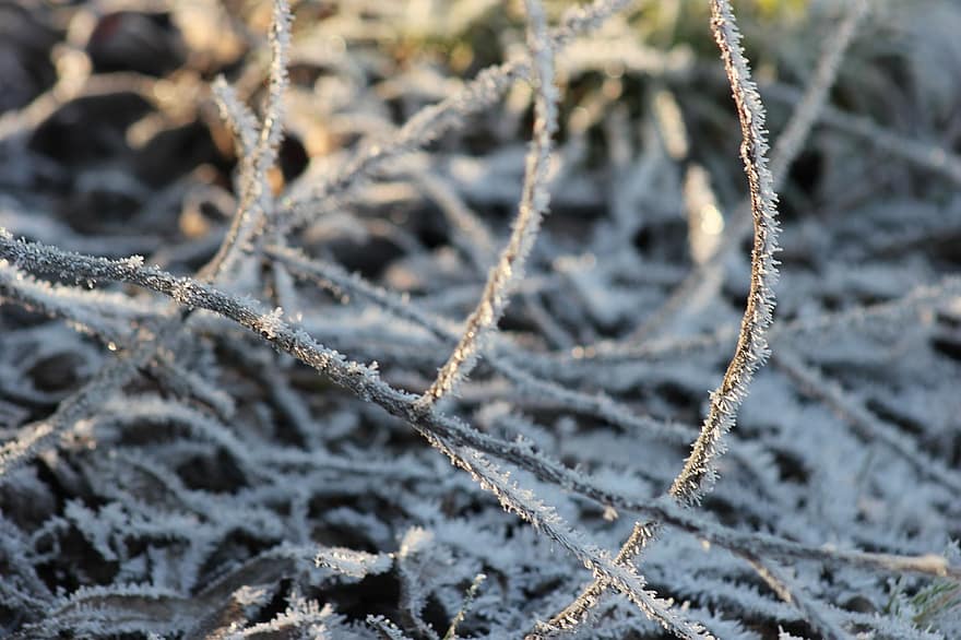 Winter, Frost, Geäst, Natur, kalt, gefroren, Nahansicht, Ast, Eis, Blatt, Jahreszeit