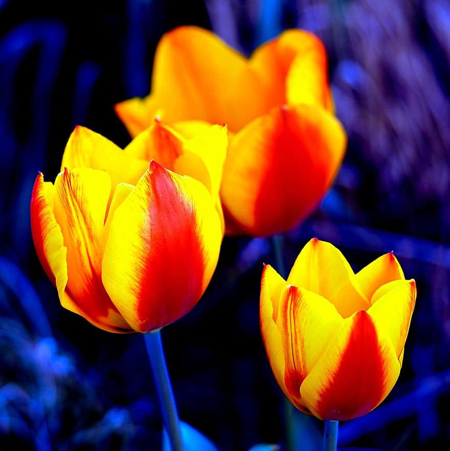 tulipaner, blomster, kronblade, planter, flor, blomstre, flora, forår, natur, tulipan, blomst