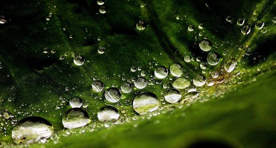 σταγόνες βροχής, δροσιά, σταγόνες νερού, φυτό, φύση