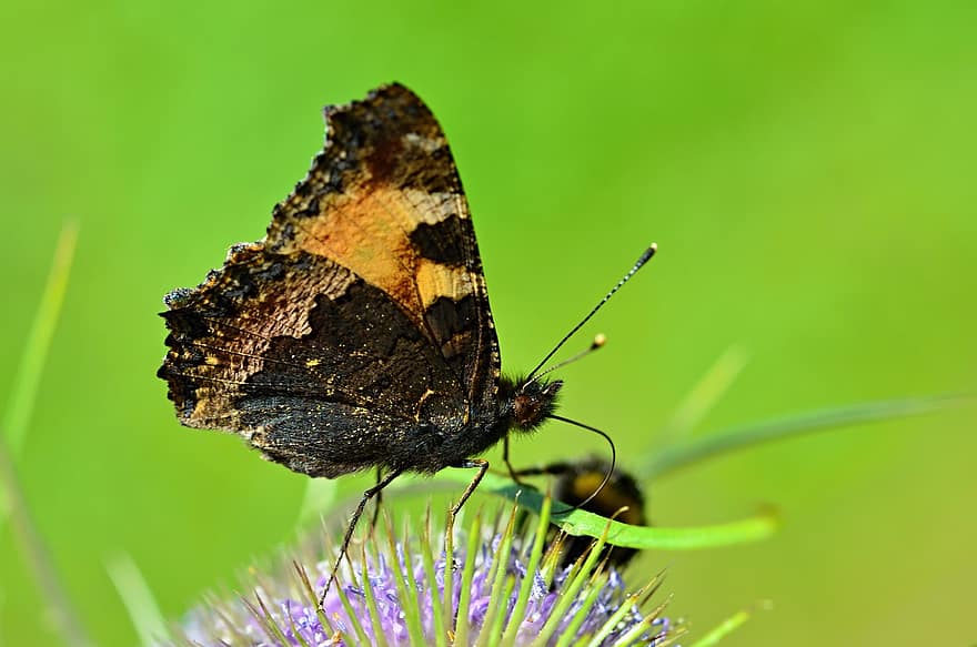 나비, 꽃, 수분, 나비 날개, 날개 달린 곤충, 곤충, 곤충학, 나비과, 플로라, 동물 상, 동물 세계