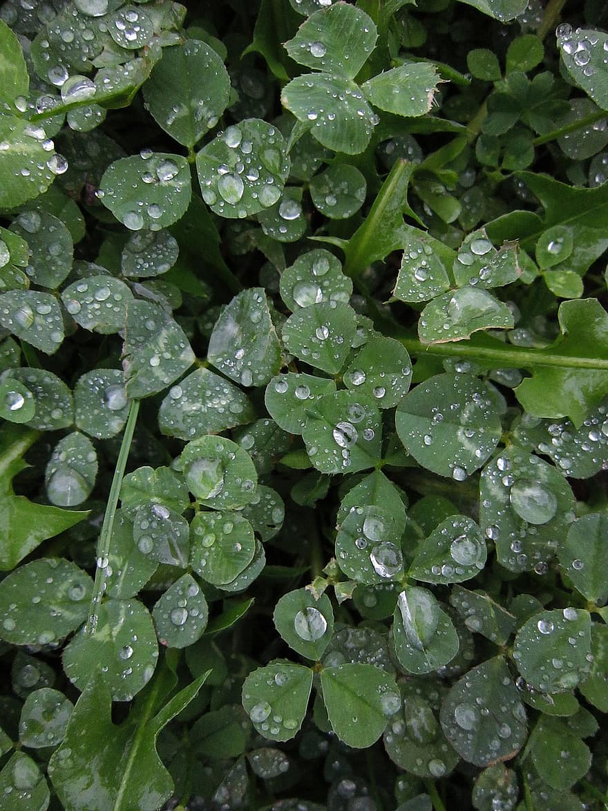 Clover, Leaves, Dew, Wet, Dewdrops, Foliage, Green, Grass, Plants, Nature, Raindrops