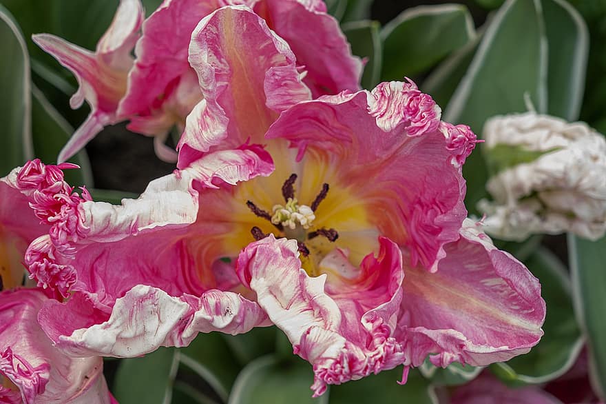 tulipanes, flor, planta, tulipanes rosa, pétalos, floración, flora, naturaleza, de cerca, pétalo, color rosa