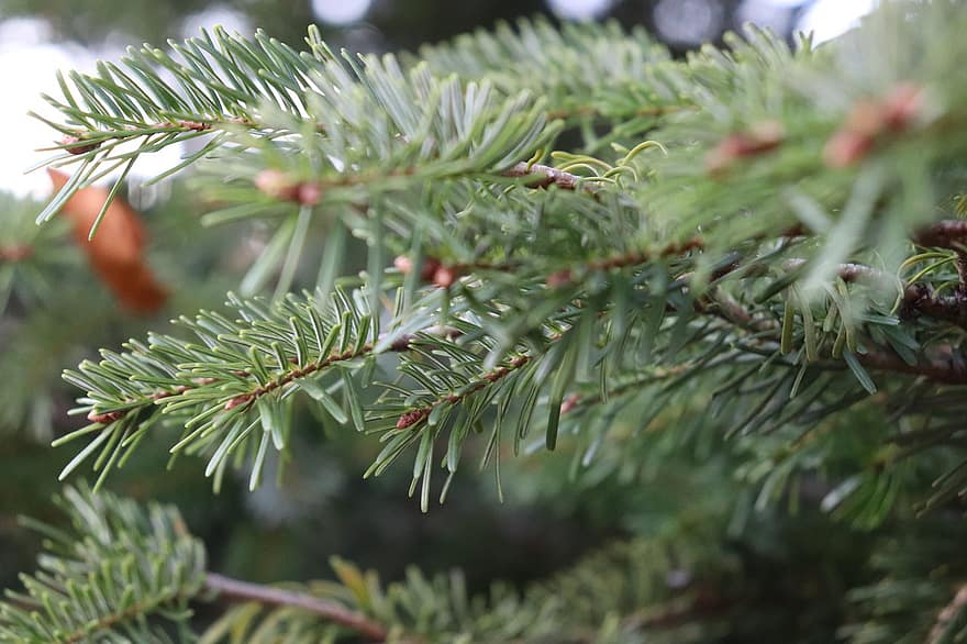 Pine Tree, Pine Needles, Fir Tree, Winter, Christmas Tree, Nature