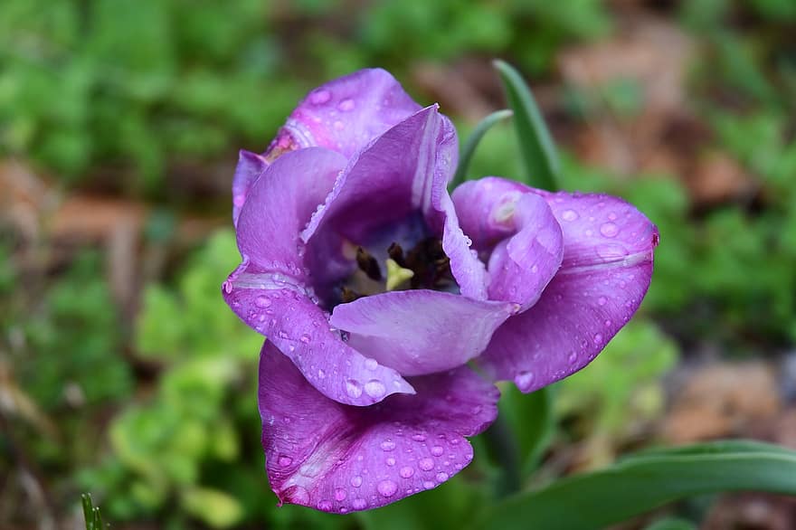 violetinė gėlė, Rasos lašai, žydi, žiedas, flora, gėlininkystė, sodininkystė, botanika, augalai, pobūdį, violetinės žiedlapės