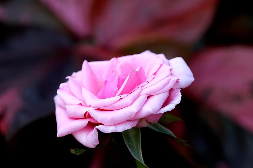 Роза, цветок, цвести, лепесток, крупный план, завод, лист, головка цветка, розовый цвет, летом, свежесть