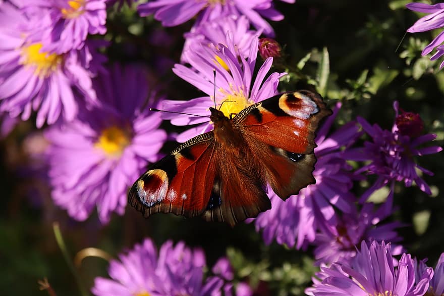 farfalla di pavone, fiori viola, impollinazione, avvicinamento, fiore, multicolore, insetto, farfalla, estate, macro, pianta