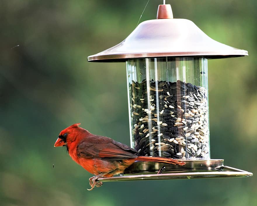 kardinal, fågel, uppflugen, matare, djur-, fjädrar, fjäderdräkt, näbb, räkningen, fågelskådning, ornitologi