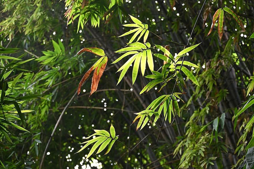 bambuko, lapai, pobūdį, miškas, žolė, augalų, žalia spalva, medis, filialas, Iš arti, fonas