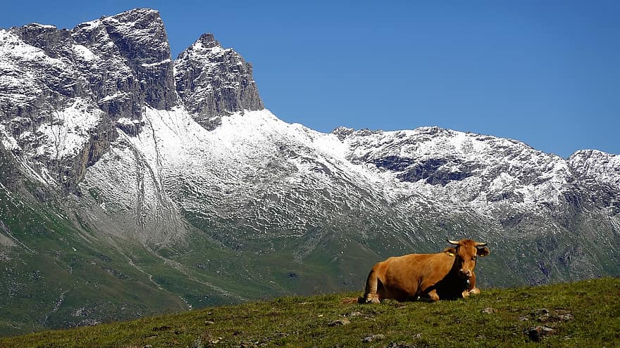 vacă, alp, păşune, peisaj, Graubünden