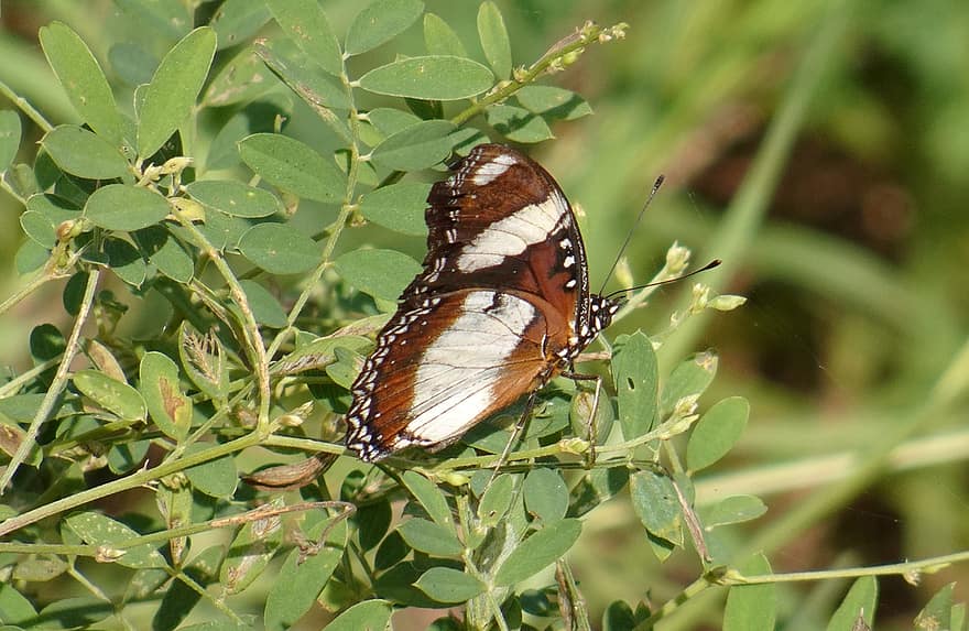 Danaid Eggfly Butterfly, πεταλούδα, φύλλα, Mimic Butterfly, πεταλούδα διαδήμου, hypolimnas misippus, Νυμφαλίδα πεταλούδα, έντομο, παρασκήνια, φυτό, φύση