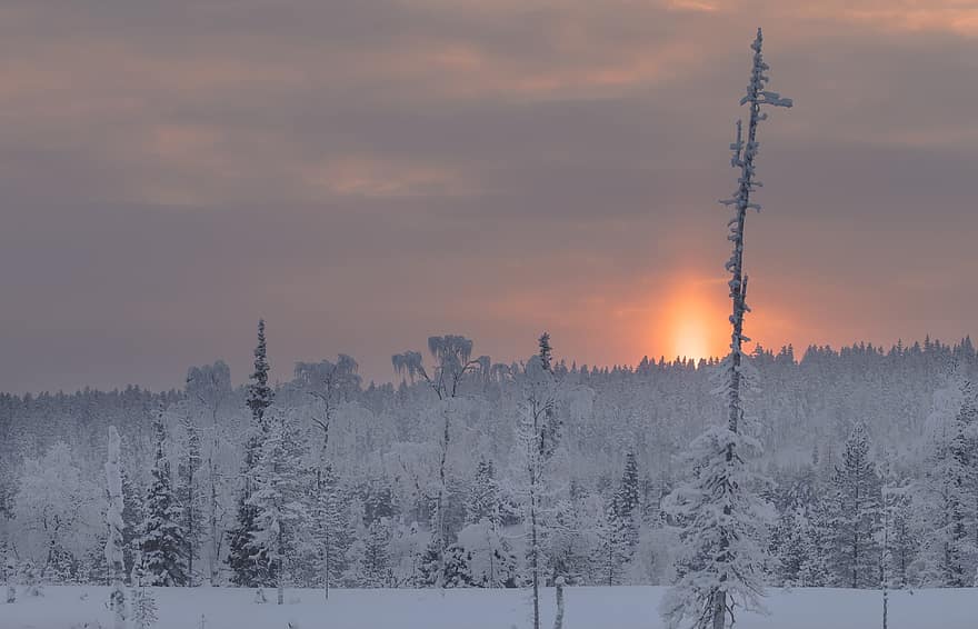 invierno, naturaleza, arboles, al aire libre, oscuridad, puesta de sol, Laponia