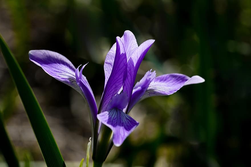 flor, iris, flor silvestre, primavera, República de Corea, planta, macro, botánica, de cerca, pétalo, púrpura