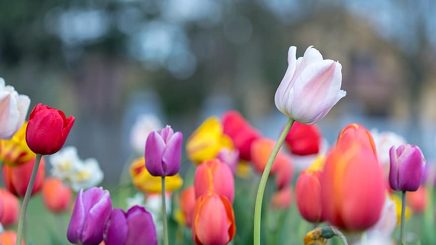 tulipany, kwiaty, rośliny, płatki, kwiat, flora, ogród, łóżko kwiatowe, park, Natura, tulipan