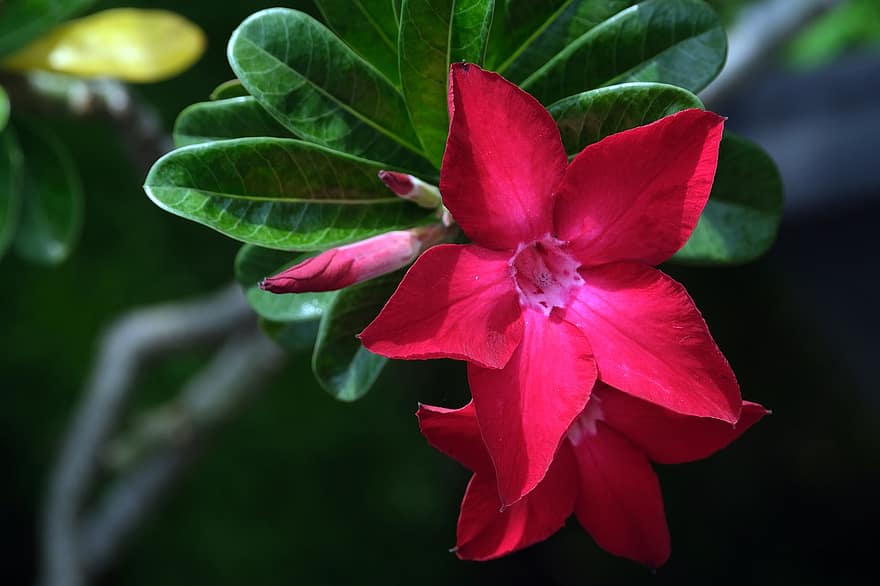 Adenium, Wüstenrosen, rote Blumen, Flora, Natur