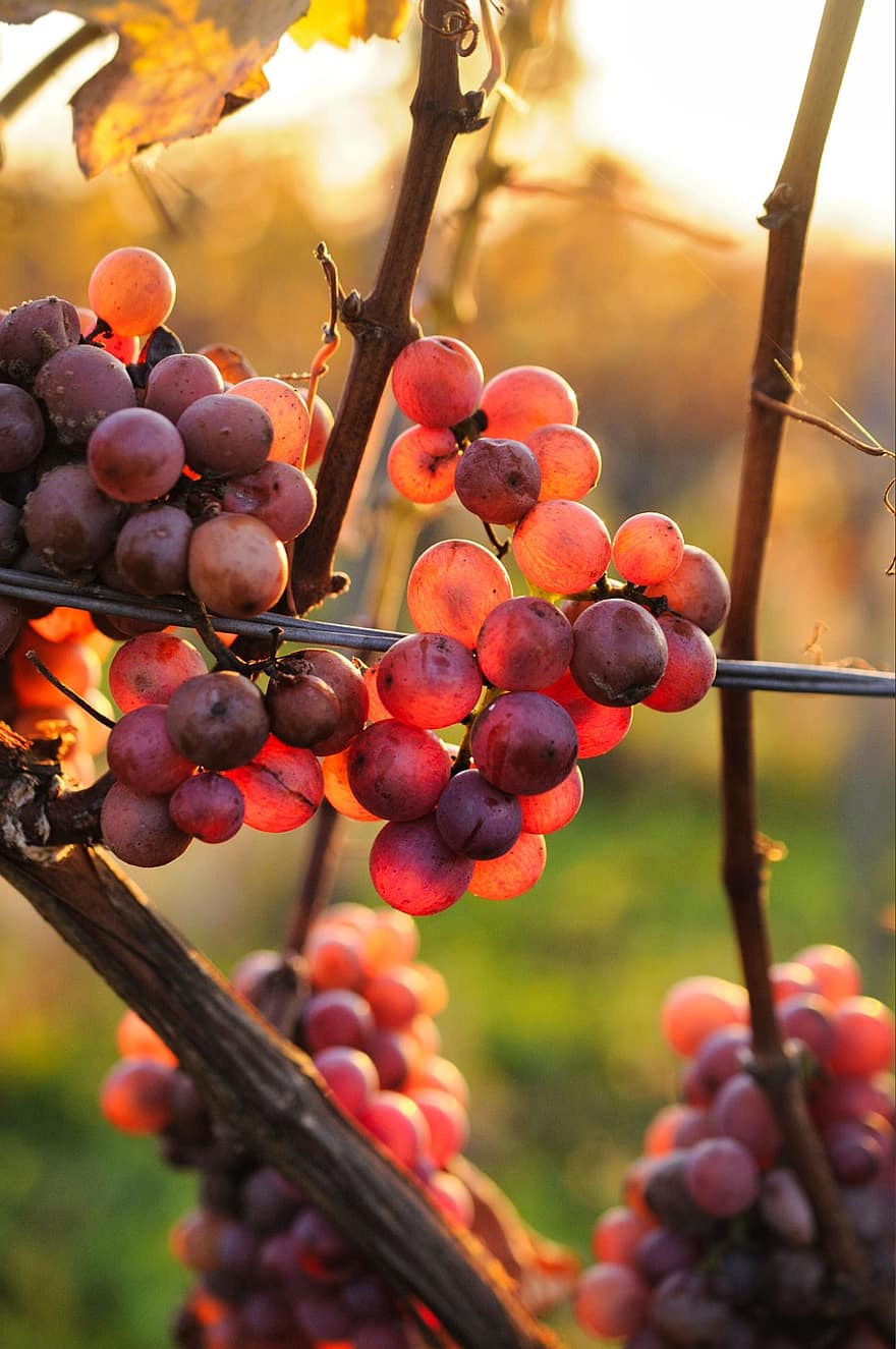 Grapes, Vine, Vineyard, Vegetables, Fruit, Wine, Alcohol, Sunset, Fall, Read, Harvest