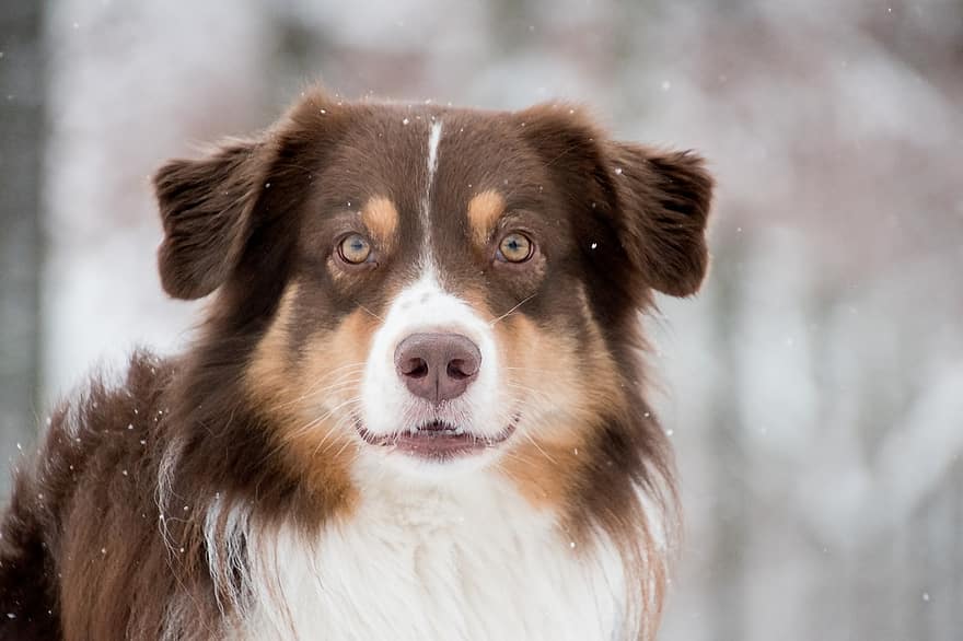 Australian Shepherd, Dog, Snow, Snowing, Pet, Animal, Domestic Dog, Canine, Mammal, Cute, Snowfall