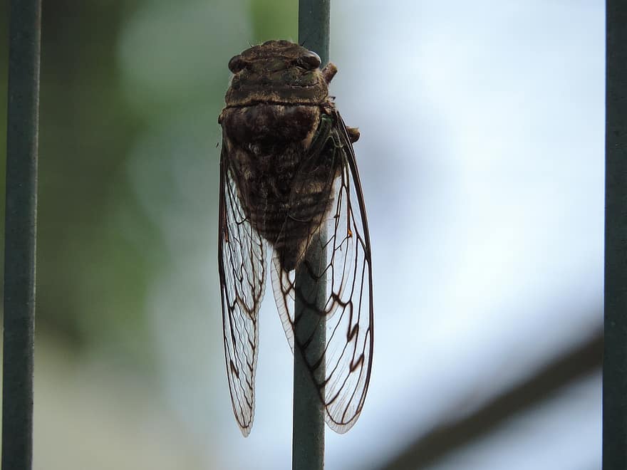 cicada, insekt, natur, bug, vinger
