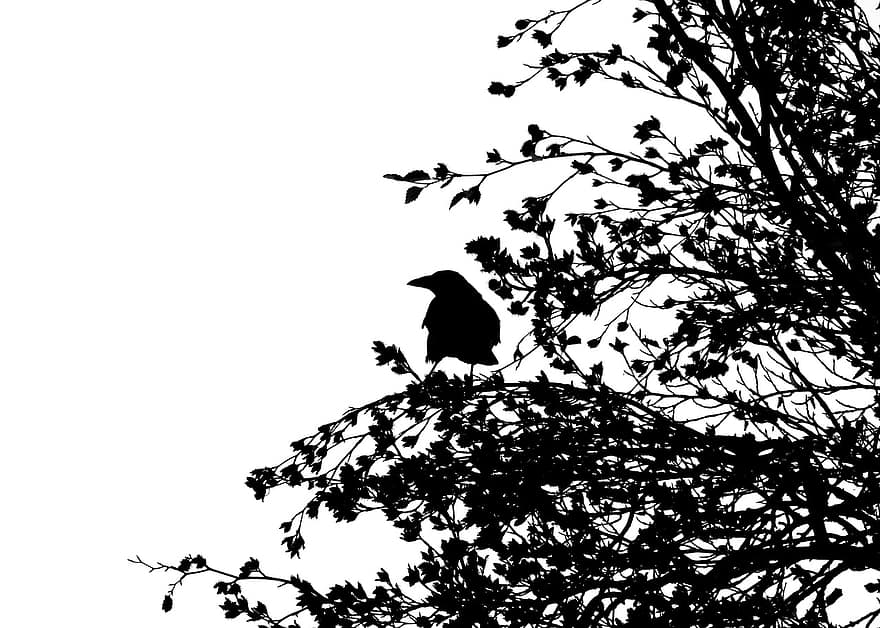 burung, gagak bangkai, gagak, burung gagak, hitam, hewan, duduk, bayangan hitam, lampu latar, pohon, estetis