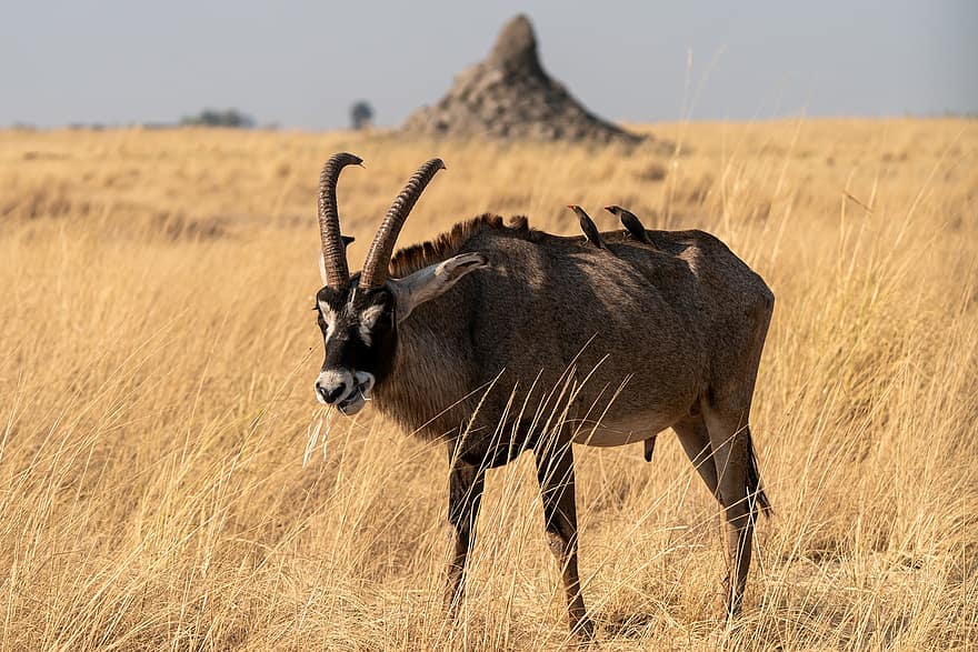 oryx, paukščių, safari, antilopė, žinduolių, gyvūnams, laukinis gyvūnas, laukinės gamtos, pobūdį, dykumoje, Nacionalinis parkas