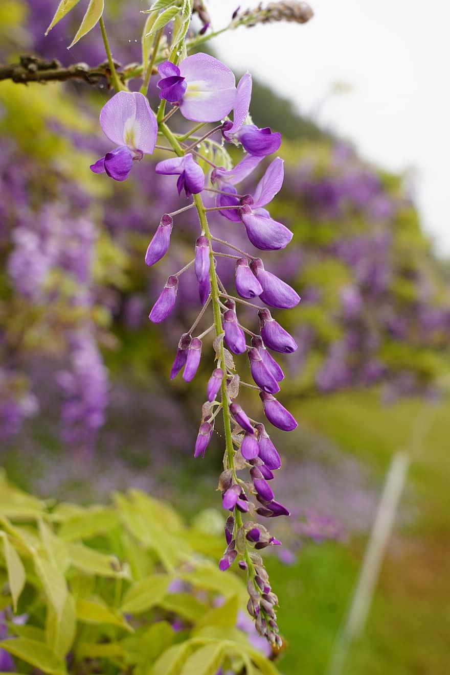 紫色の花、花序、フラワーズ、花びら、紫色の花びら、咲く、花、フローラ、花卉、園芸、植物学