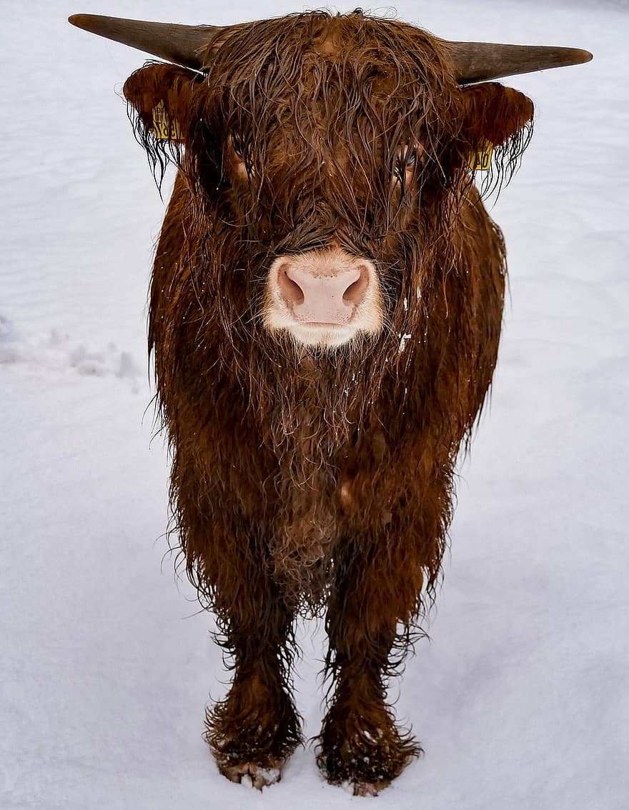 highland kráva, zvíře, zimní, skot skotský, savec, kráva, hovězí, dobytek, hospodářských zvířat, rohy, chlupatý