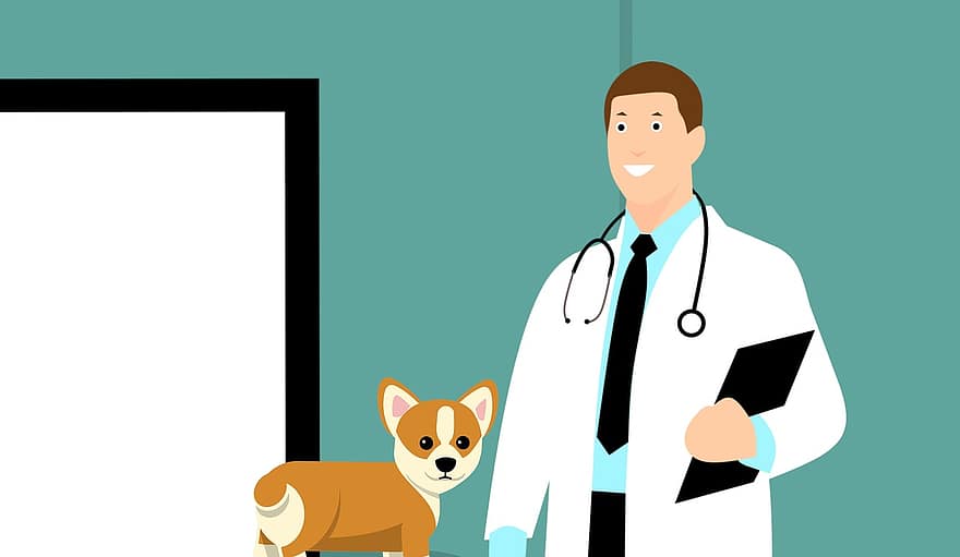dierenarts, doctor, hond, puppy, hoektand, medische zorg, hart controleren, stethoscoop, schattig, weinig, verslag doen van