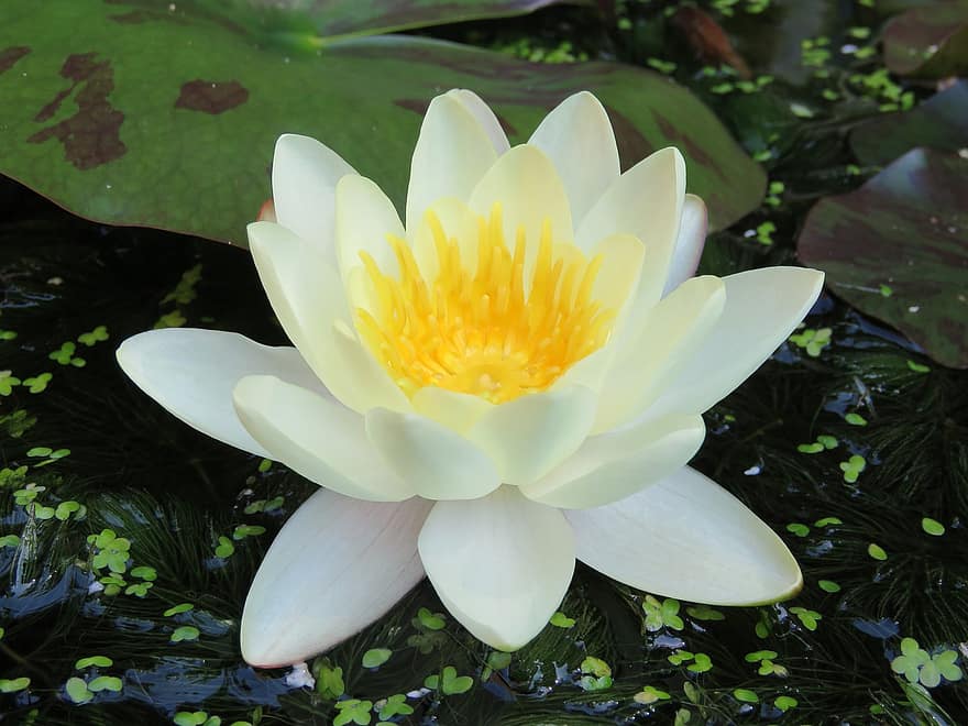 Water Lily, Flower, Yellow, Pond, Blossom, Water, Water Plant, Bloom, Vegetable, Lotus, Purple