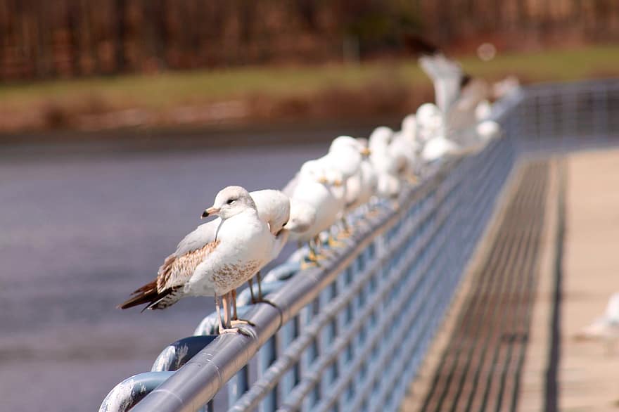 Vögel, Möwen, Geländer, See, Seebrücke, Vogelbeobachtung, Vögel beobachten, Frühling