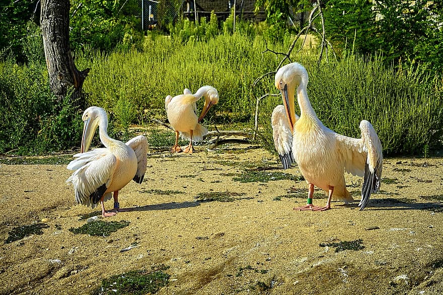 Francja, pelikany, Park Ptaków, ptaki, ptaków, dzikiej przyrody