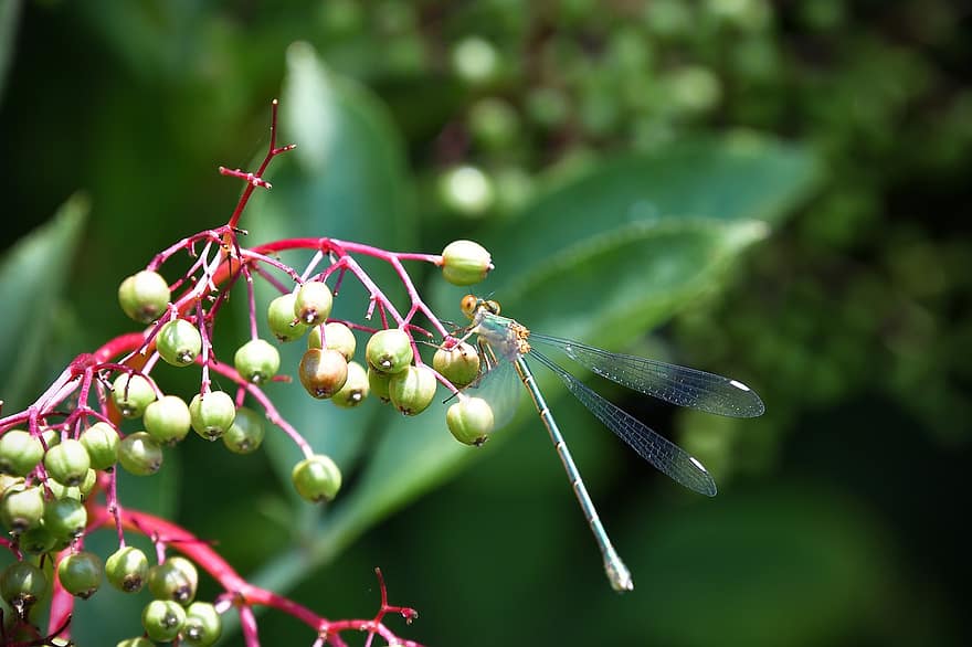 libélula, insecto, estanque, parque, alas, abdomen, Alas delanteras y traseras, plantas acuáticas