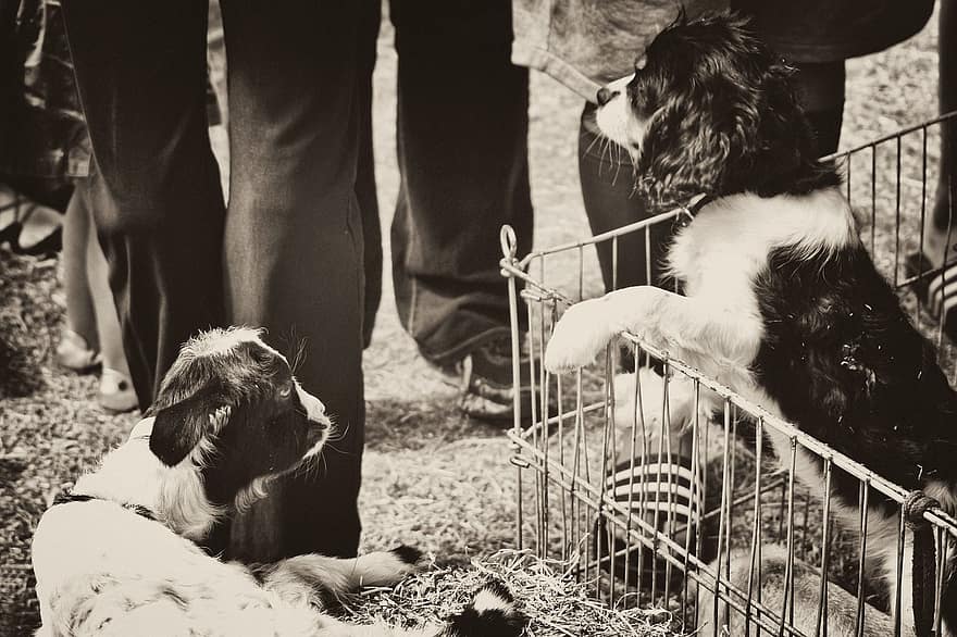 Puppy, Dog, Goat, Pets, Animals, Cute, Black And White, Young Goat, Kid, Monochrome, People