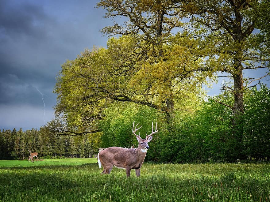 Background, Woods, Field, Deer