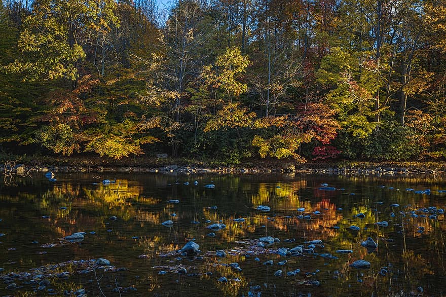 outono, rio, floresta, arvores, madeiras, cores de outono, panorama, natureza, árvore, folha, amarelo