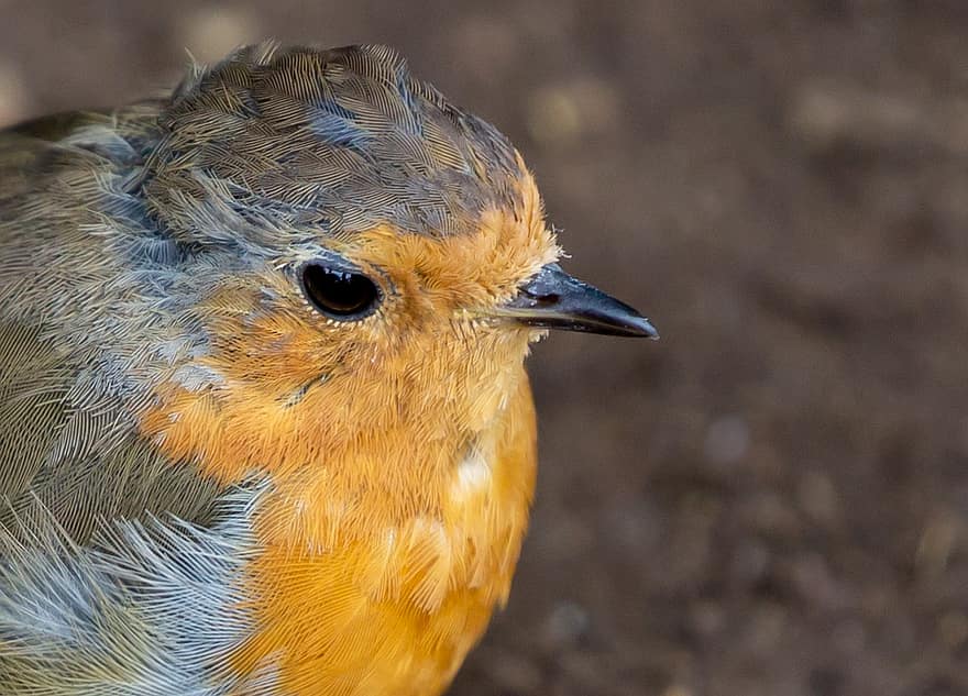 Robin Closeup, robin, robin redbreast, ave canora, pássaro, natureza, animais selvagens, penas, bico, plumagem, observação de pássaros