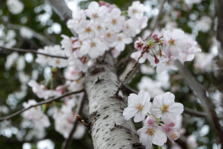 kersenbloesems, roze bloemen, Japan, de lente, bloemen, kersenboom, natuur, bloem, lente, tak, fabriek