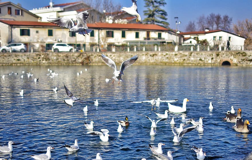 Birds, Seagulls, Goose, Park, City, Water, Season, Serenity, Italy, Winter, Tourism