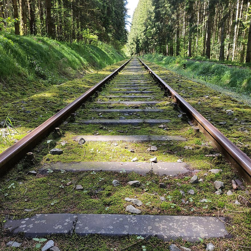 vies del ferrocarril, vies del tren, molsa, arbres, bosc