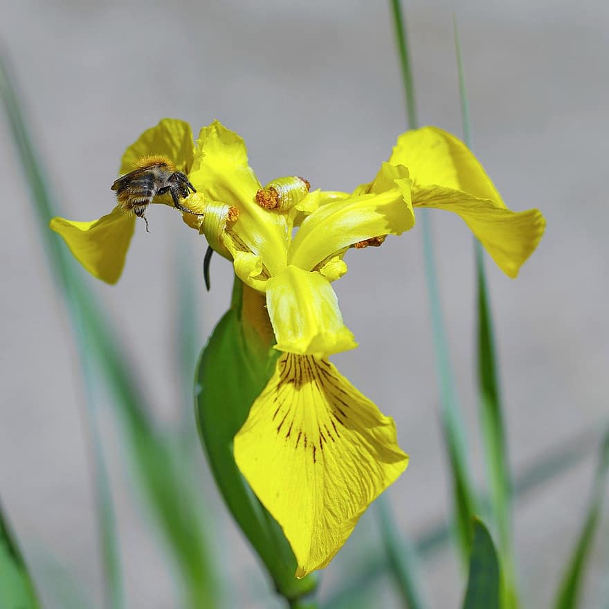 fleur, iris, abeille, pollinisation, Prairie, iris jaune, plante, croissance