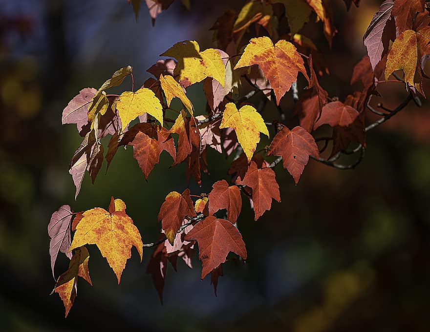 листья, природа, осень, падать, время года, кленовый