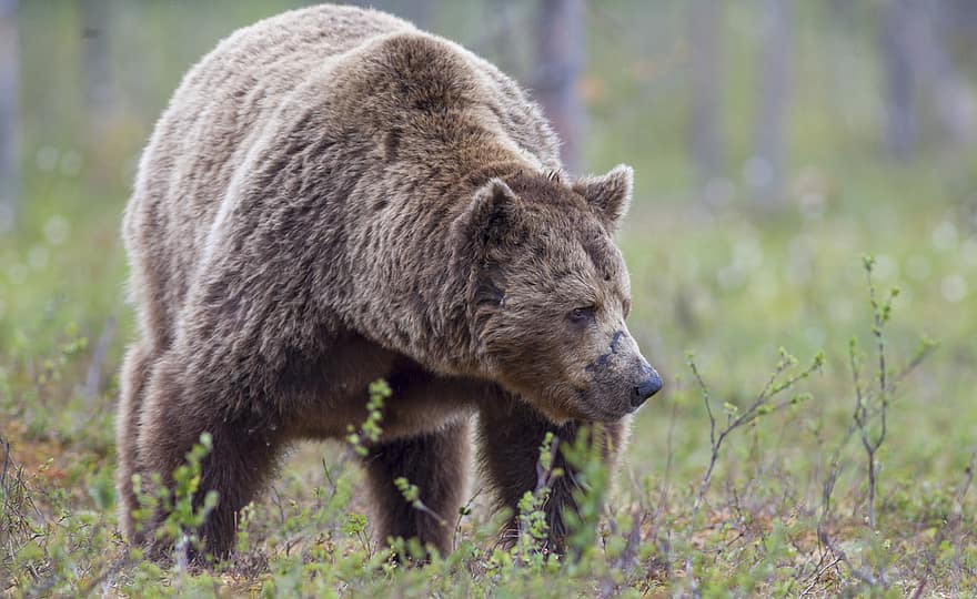dyr, brun bjørn, pattedyr, dyreliv, arter, fauna, bære, ursus arctos