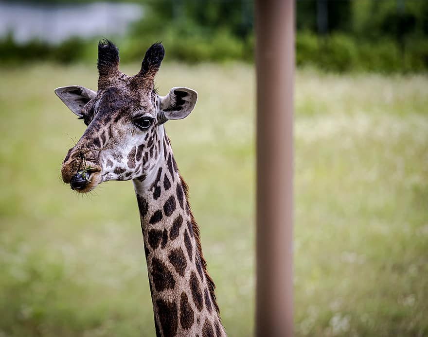 girafă, grădină zoologică, Africa, Safari, cap