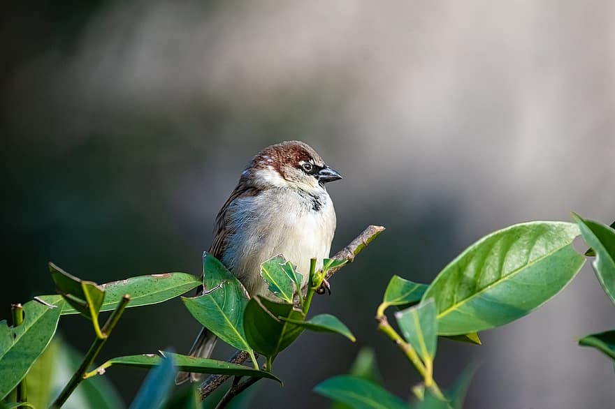Bird, Sparrow, Sperling, Songbird, Garden Bird, Bird Watching, Feather, Plumage, Sitting, Branch, Garden