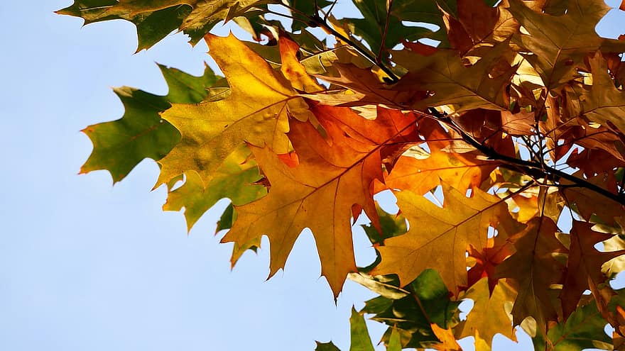 jesień, odchodzi, listowie, jesienne liście, sezon jesienny, spadek liści