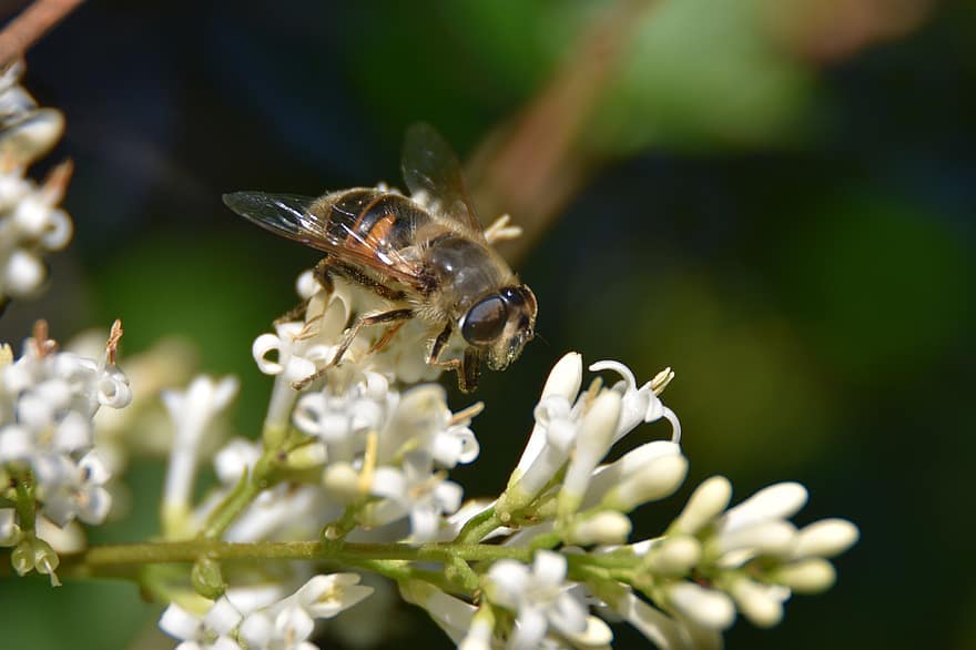 Abella drone, jardí, naturalesa, nèctar, pol·len, mel d'abella, flora, polinització