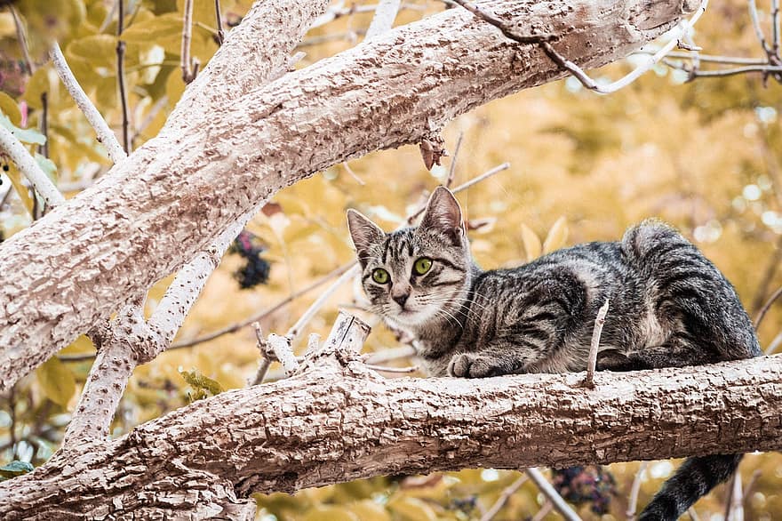 gato, gato malhado, ramo, árvore, animal, gato doméstico, felino, mamífero, fofa, ao ar livre