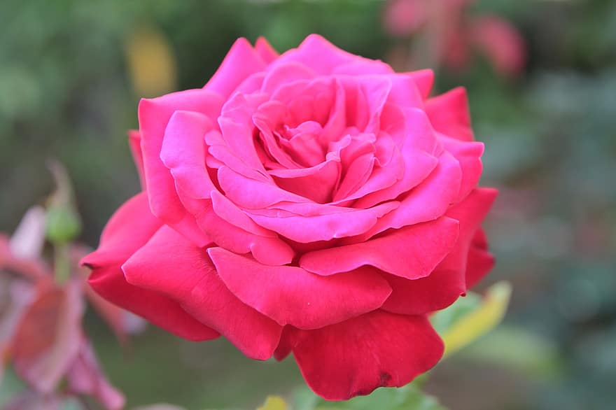 Роза, завод, цветок, розовый, природа, розы, красота, романтик, прекрасный, цветущий, романс