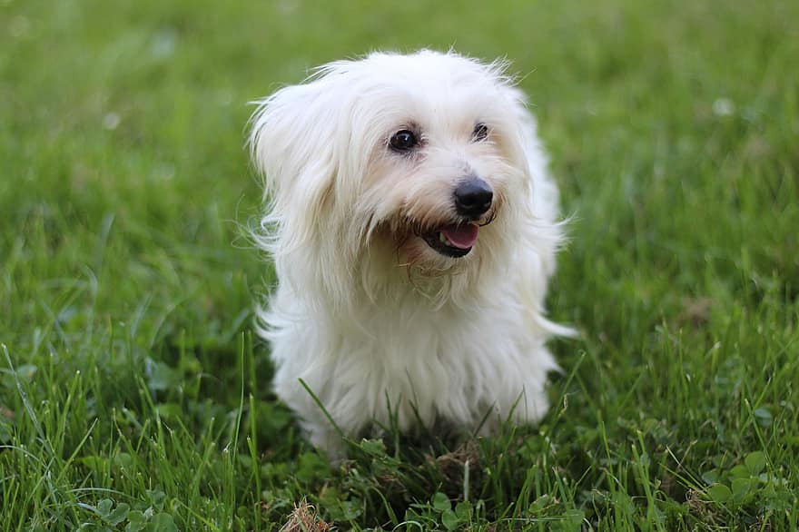 Котон де Тулеар, пес, поле, домашня тварина, тварина, біла собака, домашня собака, собачий, ссавець, милий, собачка