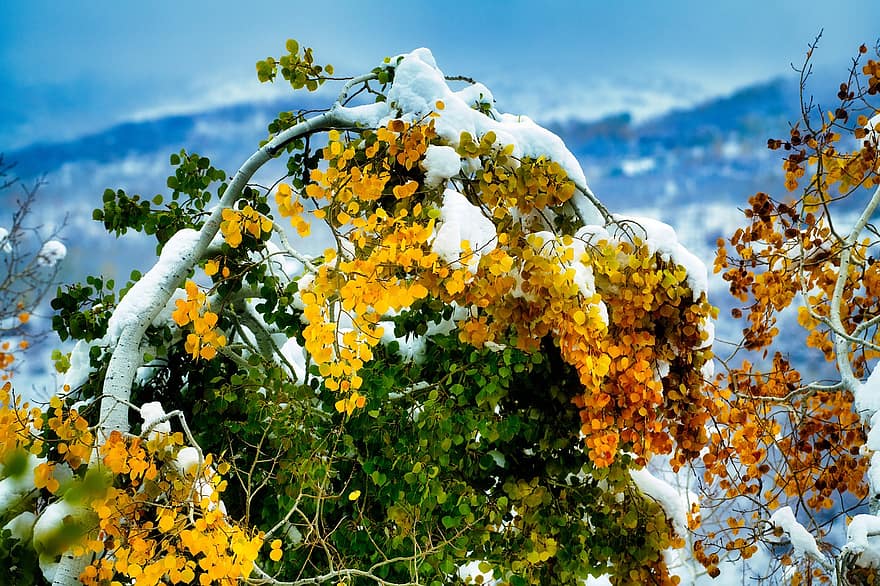spadek, śnieg, drzewo, jesień, listowie, osika, żółty, liść, pora roku, roślina, lato