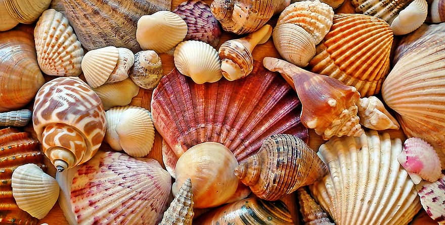 Shells, Marine, Beach, Sea, Nature, Crustaceans, Collection, close-up, backgrounds, pattern, animal shell